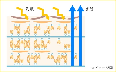 ラメラ構造が乱れる＝バリア機能が低下