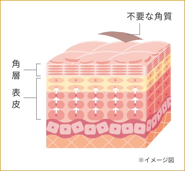 ターンオーバーが正常な肌